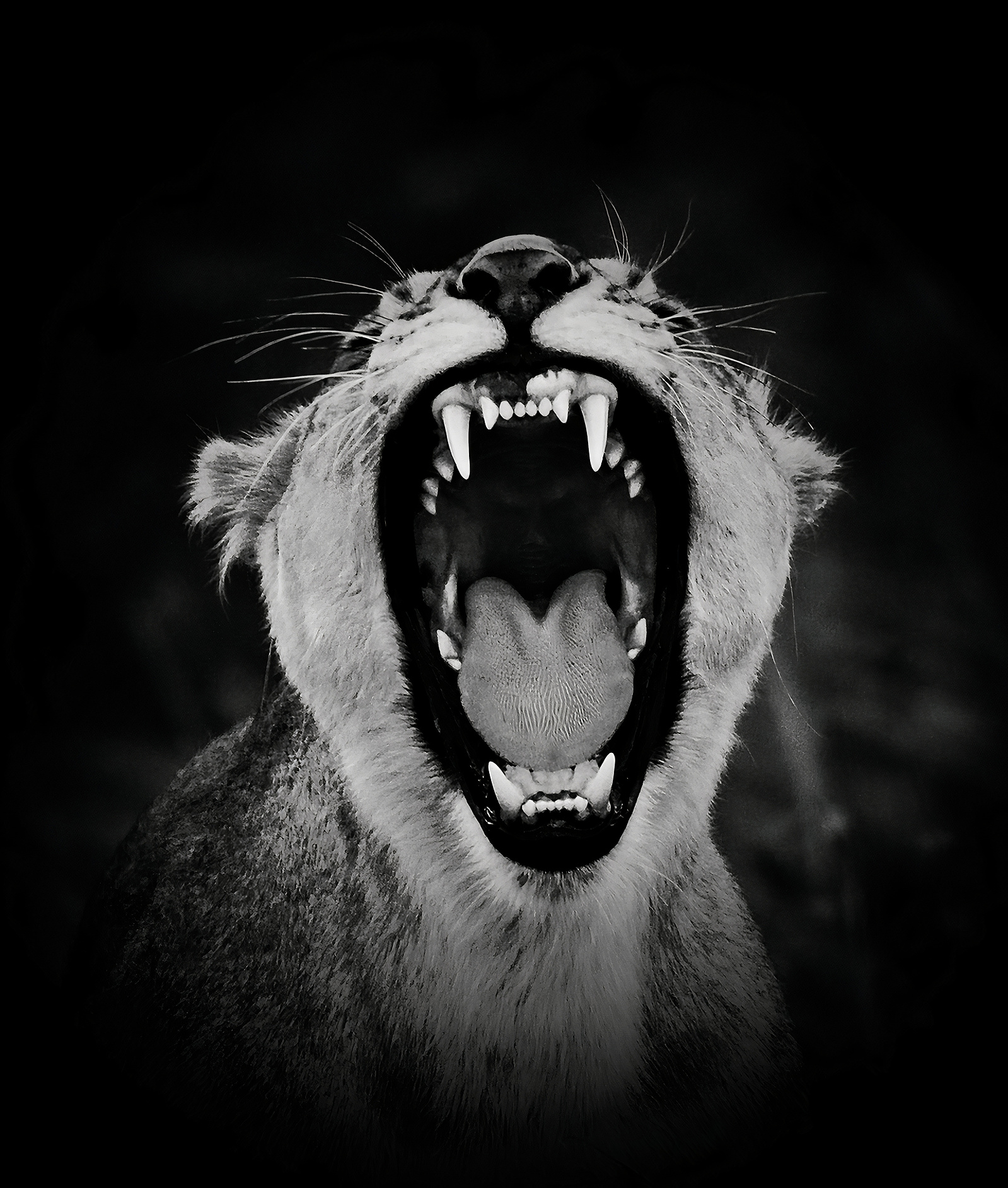 Black-and-white-close-up-portrait-image-of-Lioness-roaring