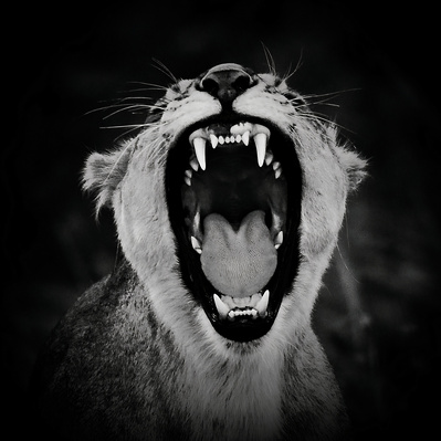 black-white-photographic-print-of-lioness-roar-front-profile-titled-Roar- of- the -Lioness