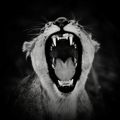 black-white-photographic-print-of-lioness-roar-front-profile-titled-Roar- of- the -Lioness