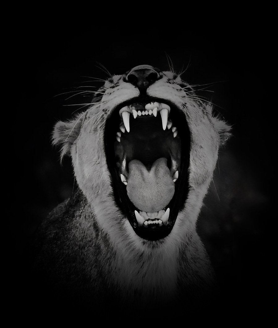 Black and white close-up portrait of a roaring lioness. Her teeth and tongue are dramatically lit, highlighting her powerful expression and primal energy. A bold wildlife photography print capturing the raw emotion and strength of a female predator.