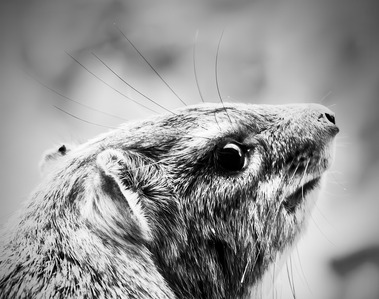 A striking black and white close-up portrait of a rock hyrax, featuring detailed fur texture, long whiskers, and a soulful upward gaze. The image captures quiet presence and natural stillness in sculptural monochrome.