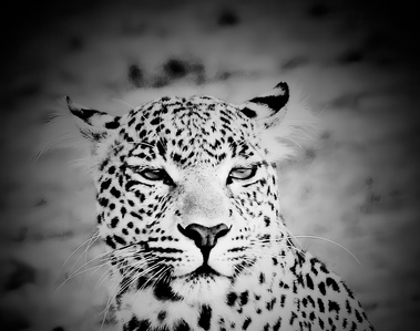 Black and white portrait of leopard looking into the distance.