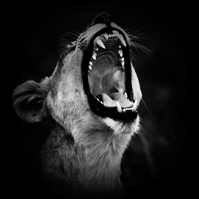 black-white-photographic-print-of-lioness-roar-side-profile-titled-Roar of the Lioness - Side Profile