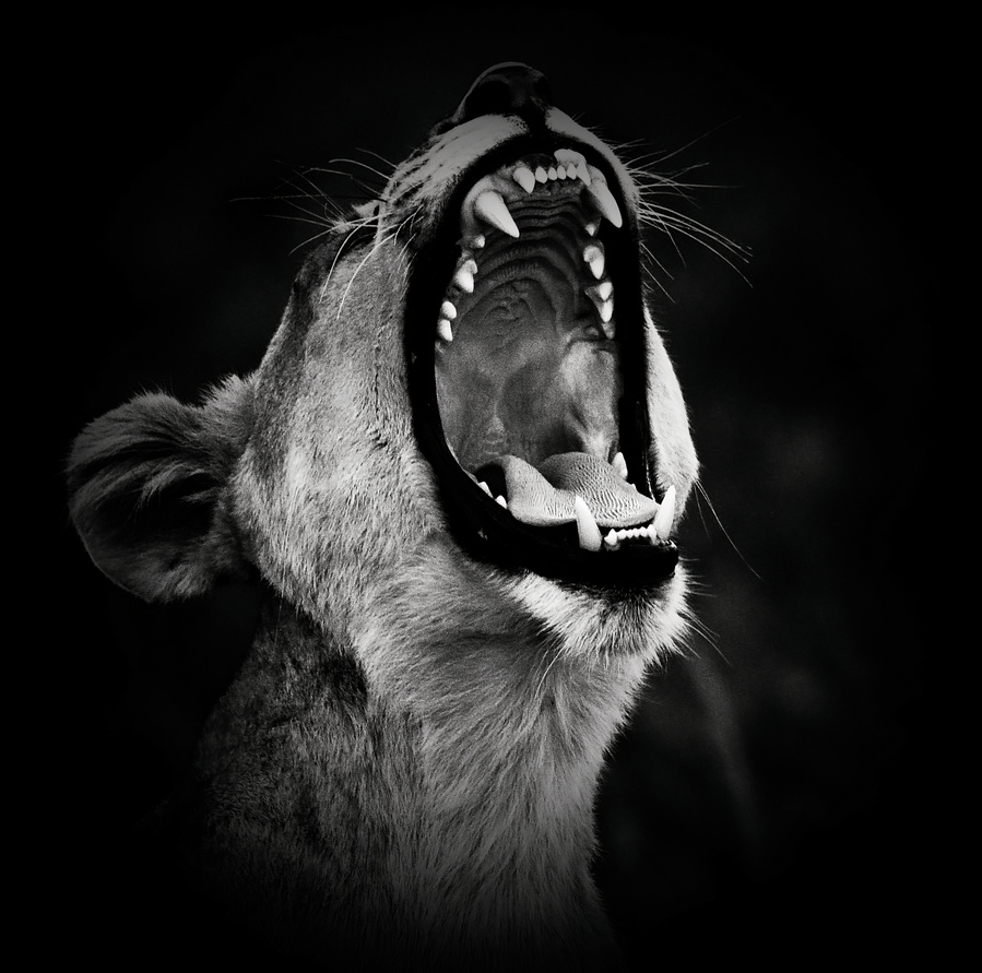 black-and-white-photographic-print-close-up-lioness-roaring-side-profile