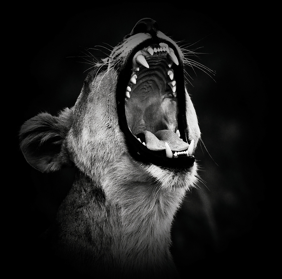 Powerful black and white side-profile photograph of a lioness mid-roar. Captured against a dark backdrop, this fine art wildlife image highlights her muscular form, fierce expression, and primal energy—an emotive portrait of strength and wild beauty.