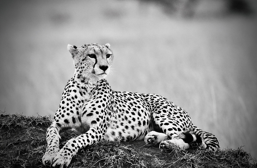 A black and white fine art portrait of a cheetah reclining gracefully on a mound, her elegant posture exuding quiet strength and watchful beauty