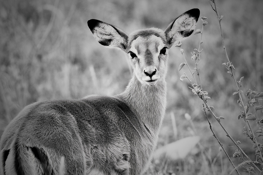 A black and white portrait of a Thomson’s gazelle fawn, staring curiously into the camera. The monochrome tones highlight its delicate features, capturing a moment of innocence and quiet wonder.