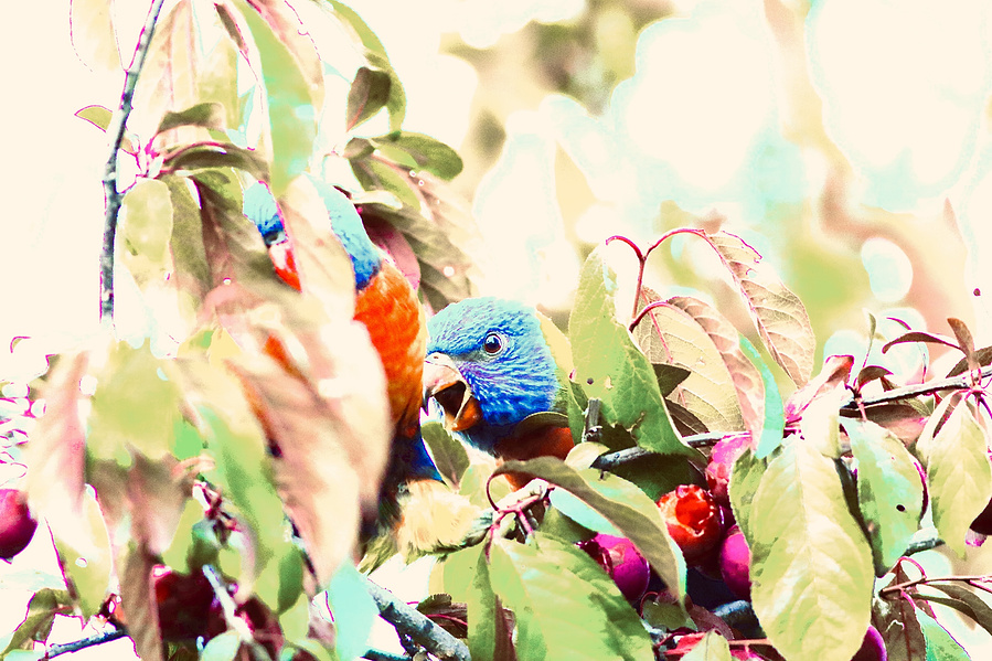 Two rainbow lorikeets hidden in a dense canopy of leaves, one mid-call with beak open — a painterly wildlife portrait full of colour and energy.