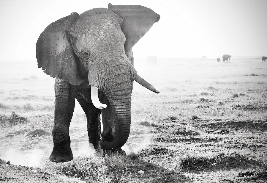 Black and white fine art photograph of an elephant bull in musth charging toward the camera, ears flared and dust rising beneath his feet — a raw and commanding display of power and presence.