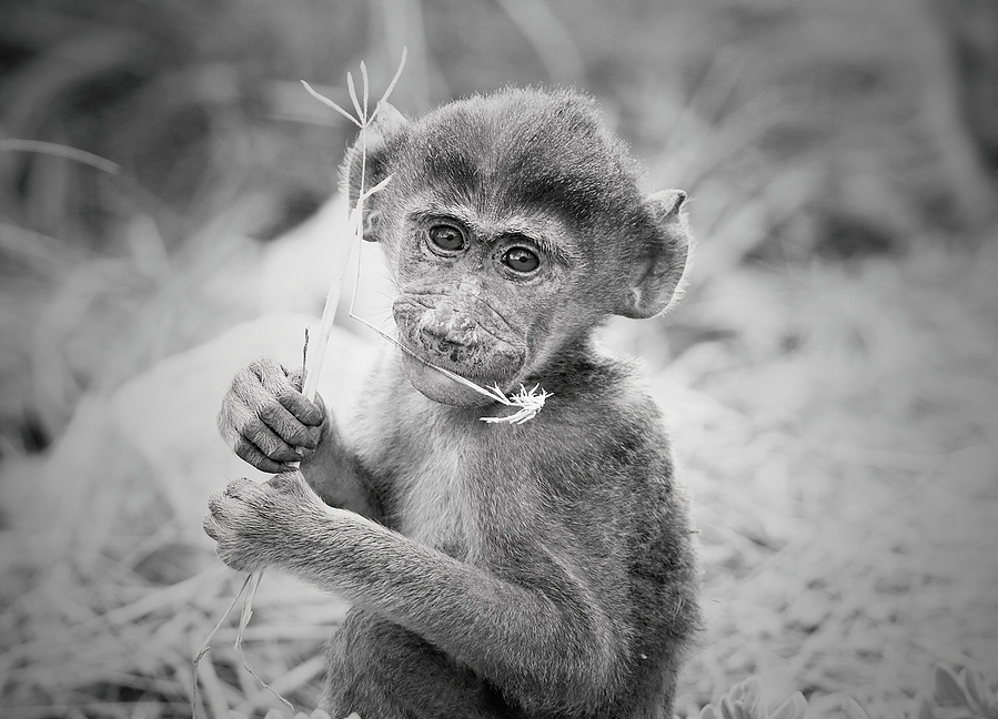 A black and white fine art portrait of a baby baboon holding a stem of straw, gazing directly into the camera with soulful eyes.