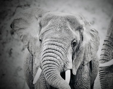 Elephant shaking their head in elegant black and white