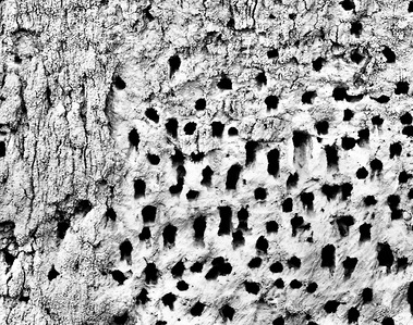 homes of the pied kingfisher in the embankment walls of the Murchison falls Uganda