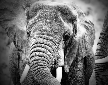 A commanding black and white portrait of an African elephant, its eye partially veiled by long lashes and sculpted skin folds. Rich textures define the trunk, tusks, and ears, conveying quiet strength and ancient presence. 
