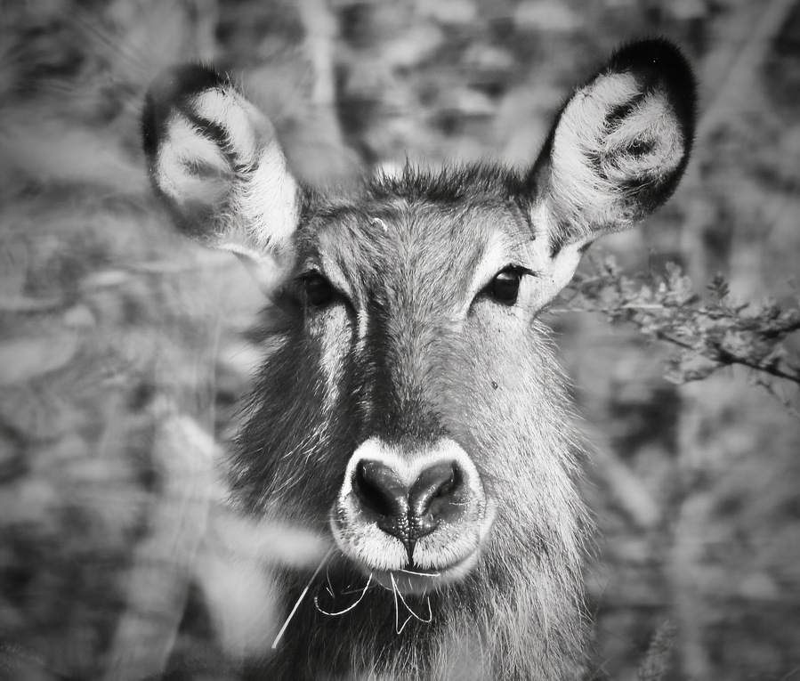 Black and White close up image of African Waterbuck Antelope with his big eyes staring directly into camera in Nairobi National Park Kenya Africa.