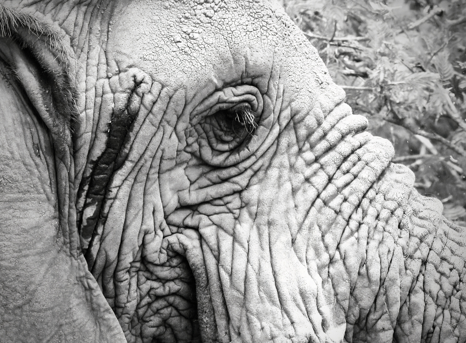 Black-and-White-close-up-image-of-side-portrait-of-Elephant-face-detailing-the-eye-and-wrinkles