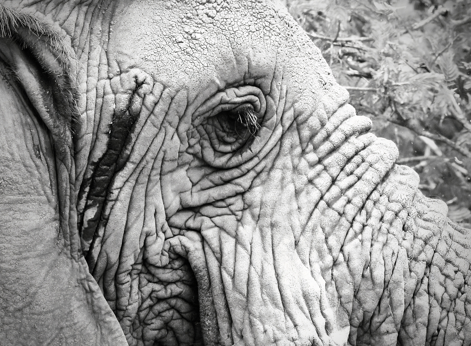 Black-and-White-close-up-image-of-side-portrait-of-Elephant-face-detailing-the-eye-and-wrinkles
