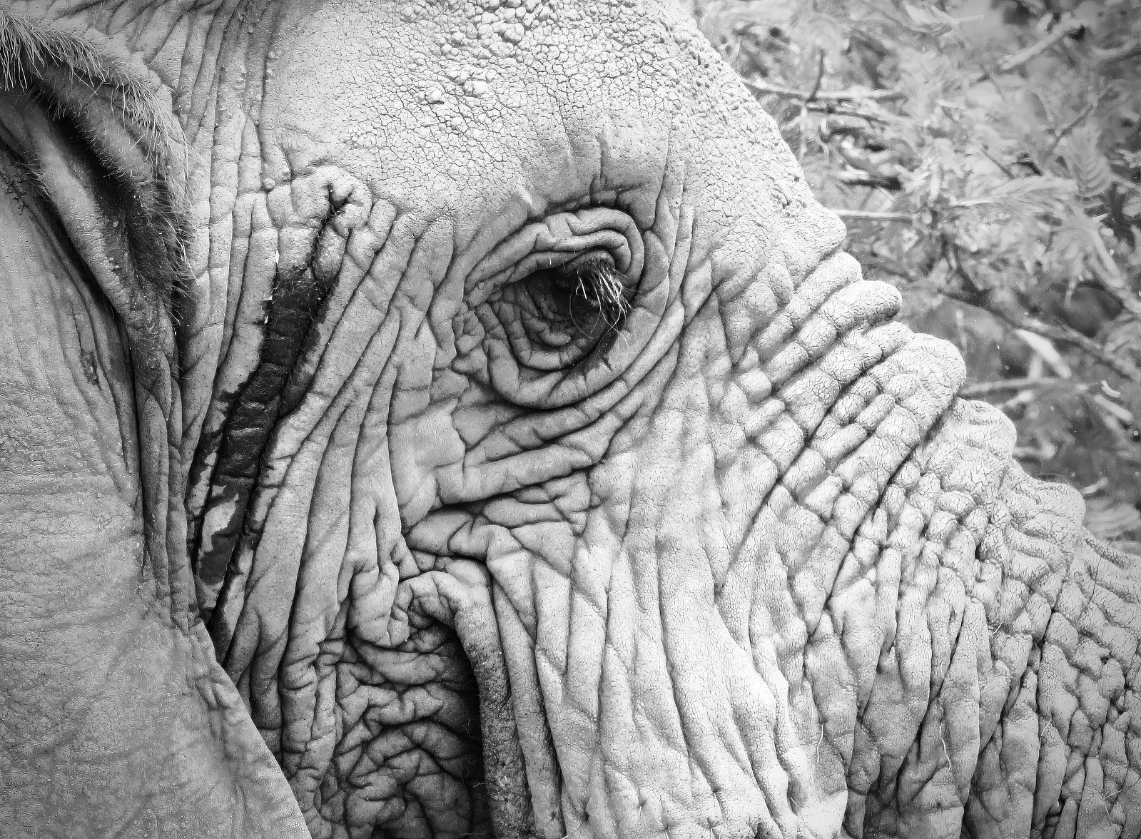 A close-up black and white fine art portrait of an elephant’s face, highlighting every wrinkle, crease, and detail around its wise, expressive eye — a study in texture, emotion, and age-old presence.