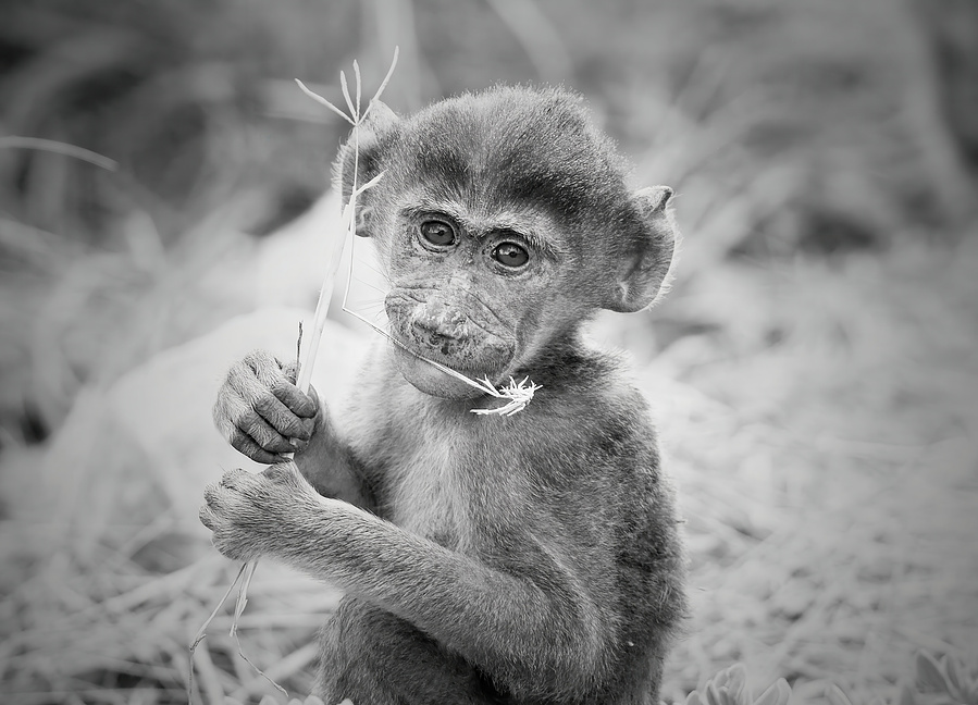 A soulful black and white fine art portrait of a baby baboon seated among dry grass, gently holding a stalk. The image captures innocence, intelligence, and the quiet presence of youth.