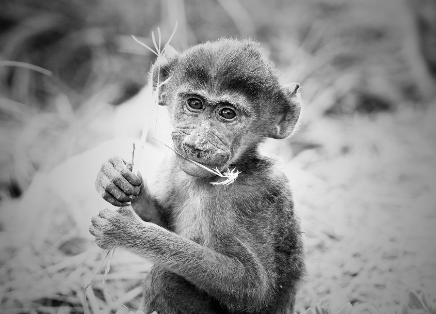 Black and White close up image of baby baboon chewing on a piece of grass looking directly into the camera in Amboseli National Park Kenya Africa