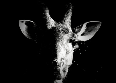 A close-up black and white portrait of a giraffe, with half its face in shadow against a dark background. This dramatic wildlife photograph highlights the giraffe’s graceful features, intricate patterns, and striking contrast between light and darkness.