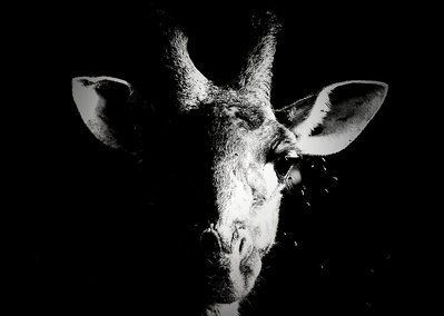 A close-up black and white portrait of a giraffe, with half its face in shadow against a dark background. This dramatic wildlife photograph highlights the giraffe’s graceful features, intricate patterns, and striking contrast between light and darkness.