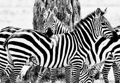 black-and-white-image-of-zebra-resting-their-head-on-the-back-of-anothe-zebra-staring-directly-into-the-camera-titled-Do -you -see- Me?