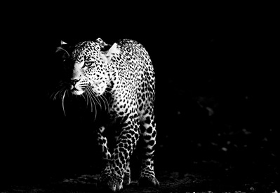 A powerful black and white photograph of a leopard, its striking coat contrasting against a dark backdrop. This dramatic wildlife image highlights the leopard’s elegance, strength, and piercing gaze, capturing the essence of this elusive predator.
