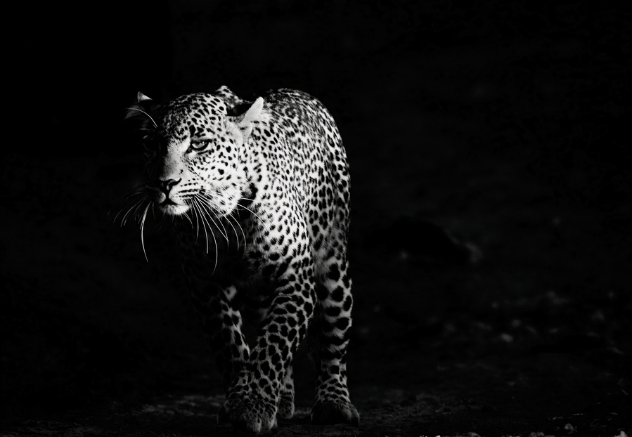 A powerful black and white photograph of a leopard, its striking coat contrasting against a dark backdrop. This dramatic wildlife image highlights the leopard’s elegance, strength, and piercing gaze, capturing the essence of this elusive predator.