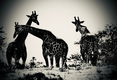 A black and white silver-tone image of three giraffes standing with their backs to the camera, as one gently leans across another’s back, capturing the beauty and connection of these gentle giants in the wild.