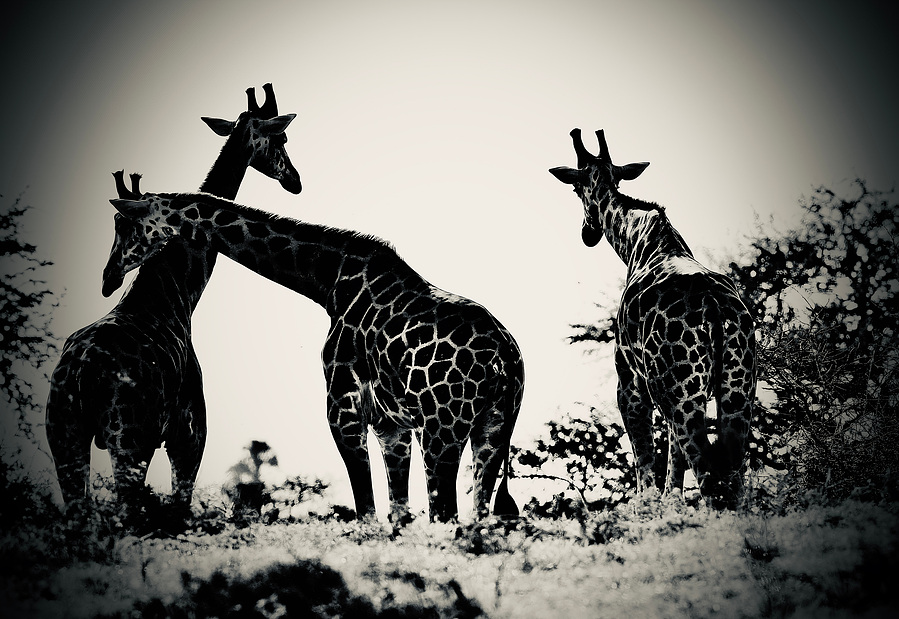 Black and white fine art photograph of three giraffes in silhouette, captured in the wild. One giraffe leans across another in a moment of connection and calm. A dramatic, emotional portrayal of giraffes in the African landscape.