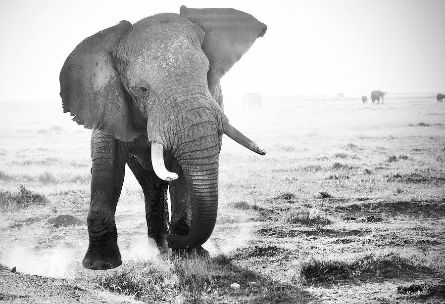 Black and white fine art photograph of an elephant bull in musth charging toward the camera, ears flared and dust rising beneath his feet — a raw and commanding display of power and presence.