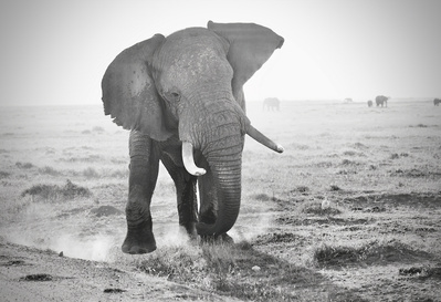 Black -and -White -image -of- elephant -bull- in- musth- charging- the -camera -with -savanna- plains -in- the -background in -Amboseli- National -Park -Kenya-titled-Elephant- Bull -in -Musth. 