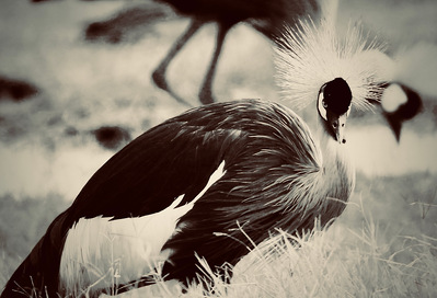 A striking portrait of Uganda’s national bird, captured in an intense, direct gaze. Its sharp eyes and intricate feathers showcase the wild beauty and spirit of Uganda’s rich avian life.