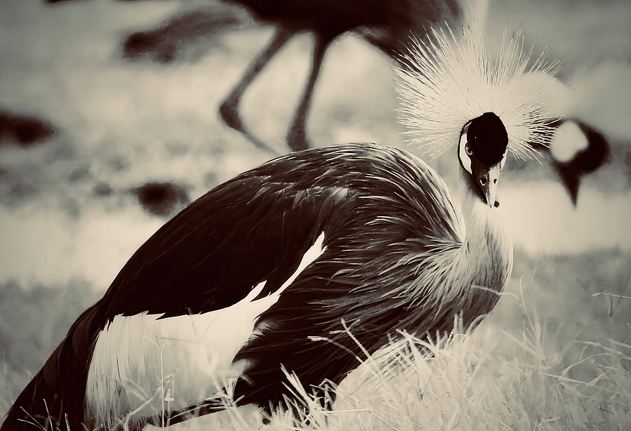 A striking portrait of Uganda’s national bird, captured in an intense, direct gaze. Its sharp eyes and intricate feathers showcase the wild beauty and spirit of Uganda’s rich avian life.