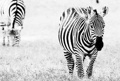 black- and-white-image-of-zebra-staring-directly-into-camera-titled-Stunning -Stripes