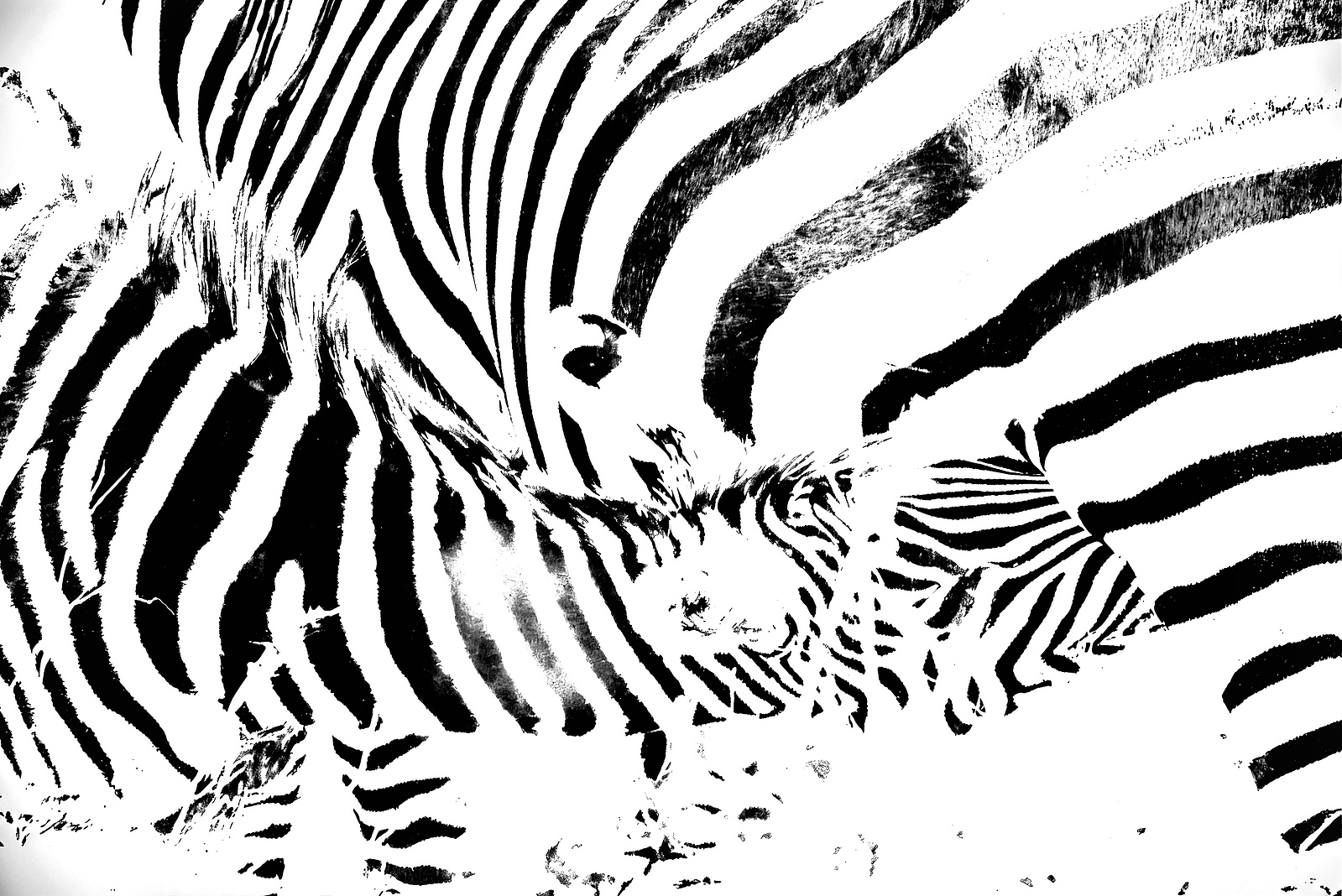 A high-contrast black and white photograph of a zebra mare feeding her foal. The stripes of both animals blend into one another in a bold, abstract composition that evokes tenderness and camouflage within nature’s patterns.