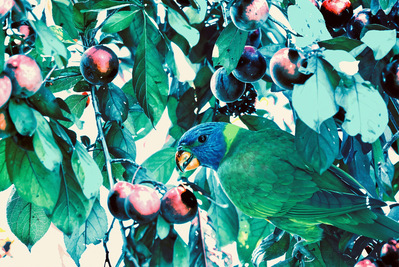 Bathed in quiet shadow and soft, dappled light, a rainbow lorikeet pauses mid-forage—its vibrant feathers muted by the hush of the leaves