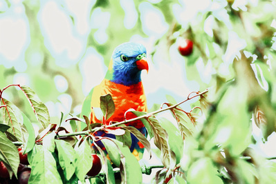 Perched quietly on a fruit-laden branch, this Rainbow Lorikeet radiates calm vibrancy. Surrounded by soft foliage and dappled light, the bird’s vivid plumage glows with painterly precision—its sapphire blue crown and blazing orange chest.