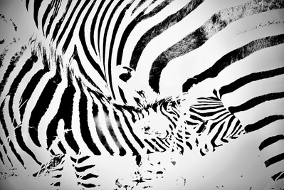 black -and -white -faded -image- of- zebra feeding -her- young -abstract -version-titled-Abstract Zebra - Mother- Feeding -her -Young.