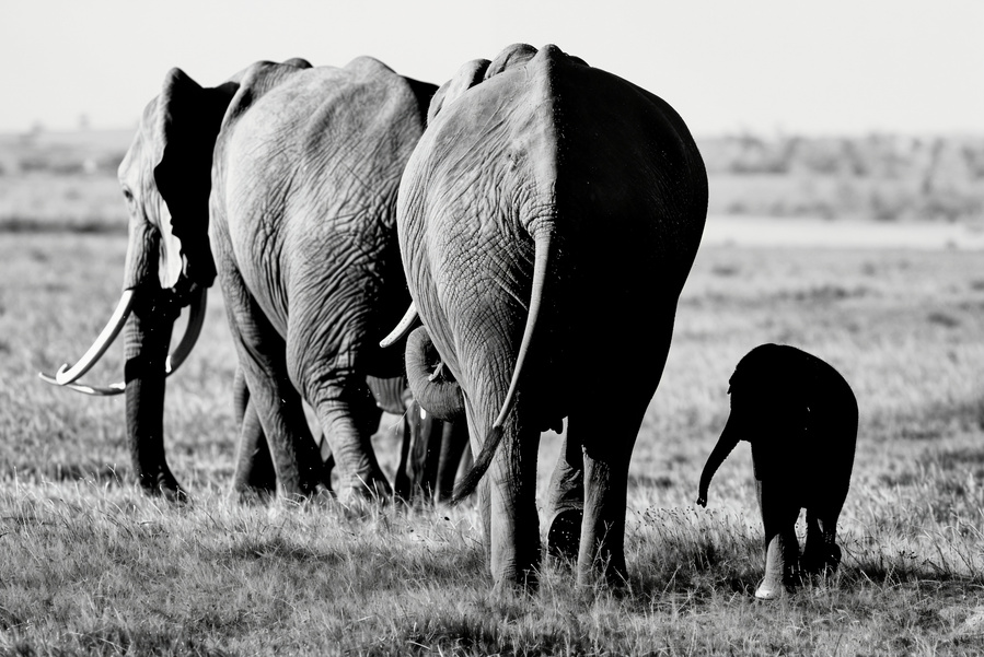 Monochrome image of African elephants in the wild; adult elephants and a baby walk in unison, symbolizing strength, family, and unity in nature.
