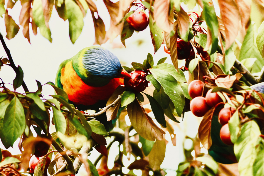 Beneath the shelter of overhanging leaves, a rainbow lorikeet sinks into a ripe plum—beak pressed gently into fruit, body surrounded by the orchard’s soft abundance.