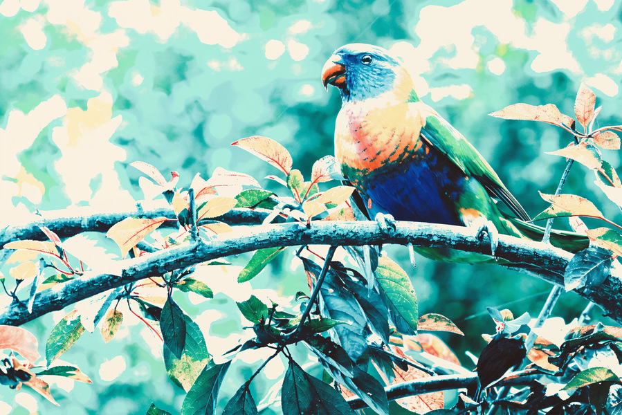 A softly abstract fine art image of a rainbow lorikeet perched in a dreamy, dappled canopy. Painterly tones of blue, green, and coral create a tranquil, watercolour-like moment in nature.