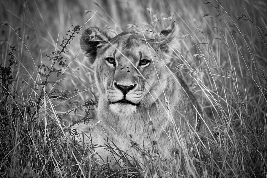 black-and-white-lioness-close-up-laying-in-long-grass-staring-directly-into-camera