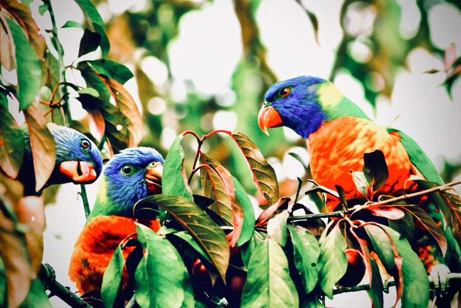 In the tangled haven of fruit-laden branches, three rainbow lorikeets gather in a vibrant exchange—each caught mid-gesture, mid-glance, mid-thought. Their feathered conversation seems to hum with playful rivalry and quiet curiosity.