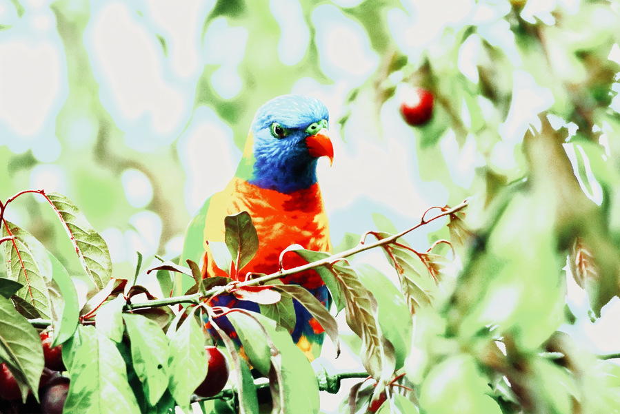 Perched quietly on a fruit-laden branch, this Rainbow Lorikeet radiates calm vibrancy. Surrounded by soft foliage and dappled light, the bird’s vivid plumage glows with painterly precision.