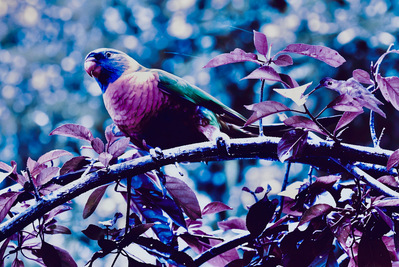 Bathed in twilight tones of plum and indigo, this rainbow lorikeet perches with a softened gaze, its vibrant feathers subdued by the hush of approaching dusk. 