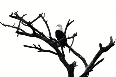 Black and white photograph of an African fish eagle perched in a bare tree, surveying the horizon. Its bold silhouette and striking contrast capture the eagle’s power, elegance, and watchful presence.