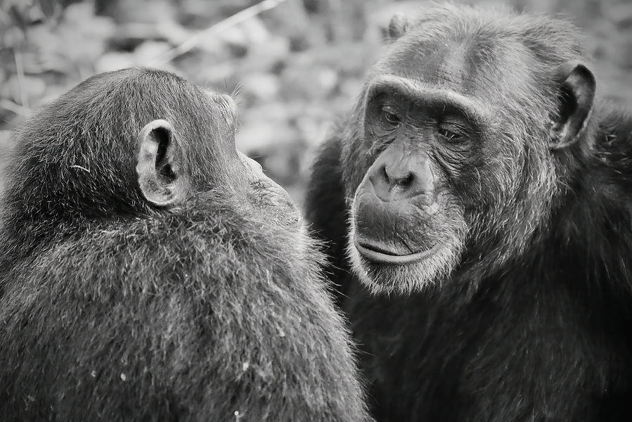 Black and white close-up of two chimpanzees in quiet connection — one gazing with soft, soulful eyes while grooming the other. A tender portrait of sentience, communication, and the silent language of primates.