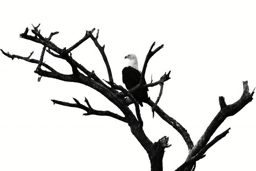 Black and white fine art photograph of an African fish eagle perched in a bare tree against the sky, captured in Murchison Falls National Park, Uganda. The eagle’s sharp gaze and regal posture evoke strength, freedom, and solitude.