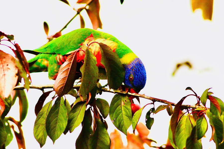 Rainbow lorikeet eating red plum in fruit tree, surrounded by vibrant green and red leaves. Close-up wildlife photo capturing a colorful parrot foraging in nature. Fine art bird photography highlighting Australia’s native rainbow lorikeets.
